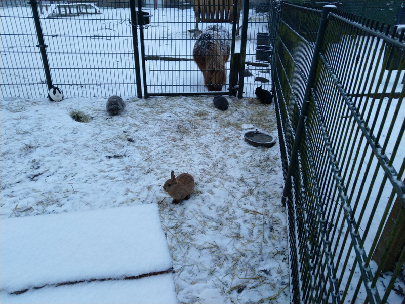 kittens and a doggo!